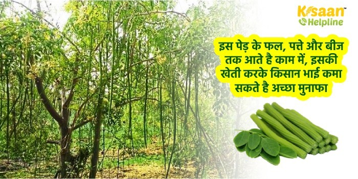 इस पेड़ के फल, पत्ते और बीज तक आते है काम में, इसकी खेती करके किसान भाई कमा सकते है अच्छा मुनाफा